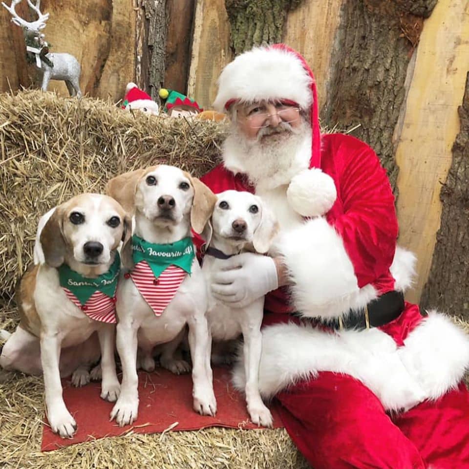 santa and dogs